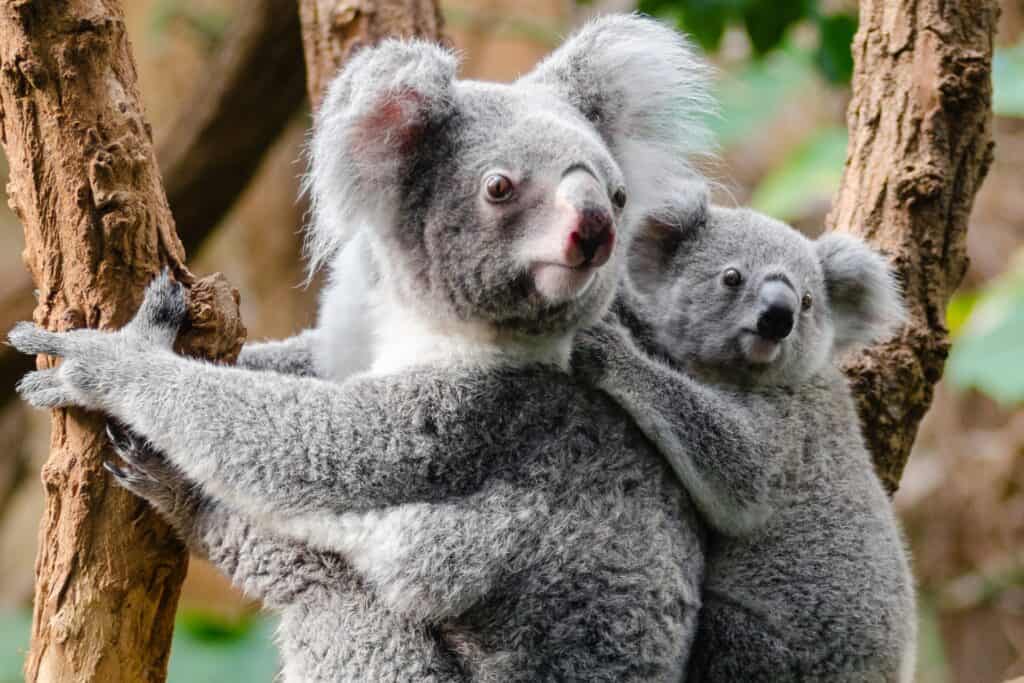 Koalas in a tree in Australia