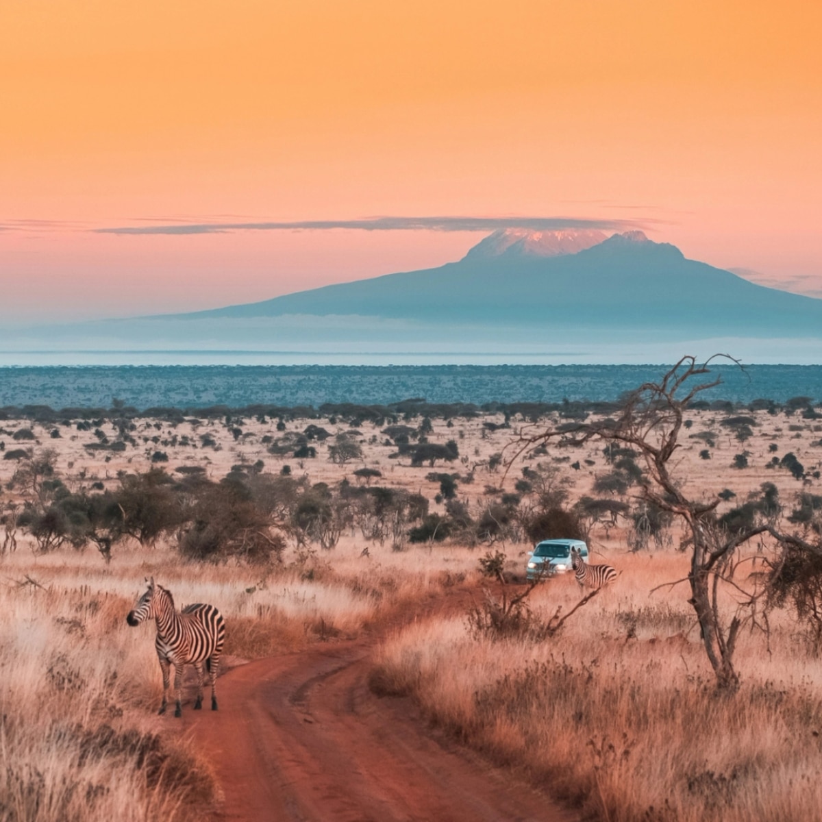 Zebra stands on a dirt road in front of a safari vehicle and Mount Kilimanjaro at sunset.