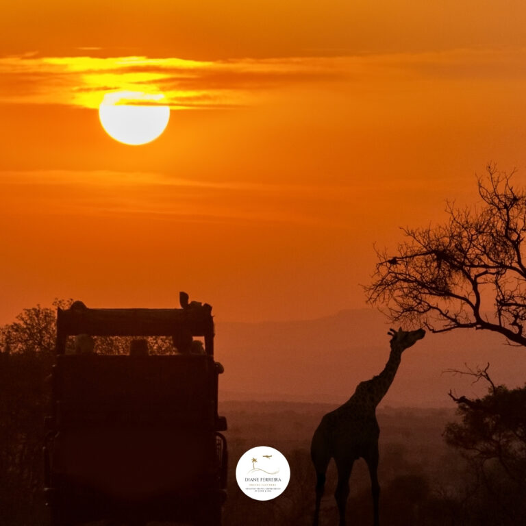 Luxury safari at sunrise with a giraffe grazing near a tree and an open-top safari vehicle silhouette